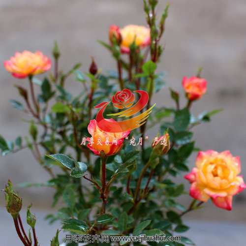 漂亮又好养的微型月季,现代月季浪漫宝贝,果汁阳台