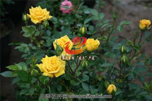 漂亮又好养的微型月季,现代月季浪漫宝贝,果汁阳台