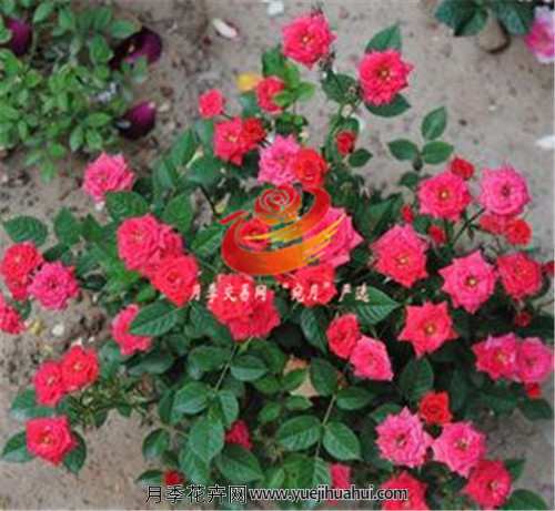 漂亮又好养的微型月季,现代月季浪漫宝贝,果汁阳台