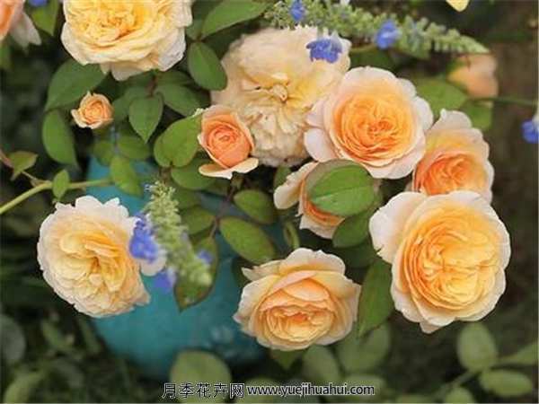 切花月季,朱丽叶月季适用范围:家庭美化、公园美化、阳台、客厅、庭院、楼顶等