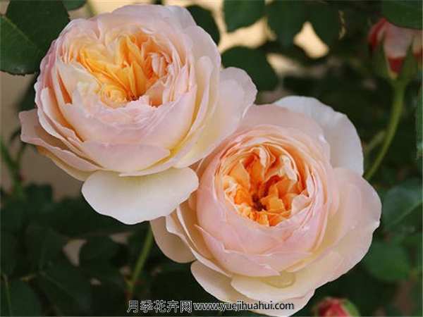 切花月季,朱丽叶月季适用范围:家庭美化、公园美化、阳台、客厅、庭院、楼顶等