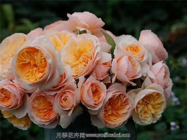 切花月季,朱丽叶月季适用范围:家庭美化、公园美化、阳台、客厅、庭院、楼顶等