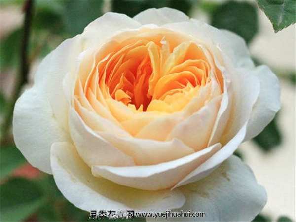 切花月季,朱丽叶月季适用范围:家庭美化、公园美化、阳台、客厅、庭院、楼顶等