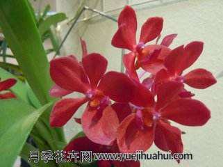 兰科植物，万代兰