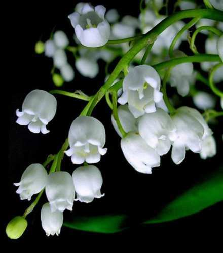宿根植物，铃兰