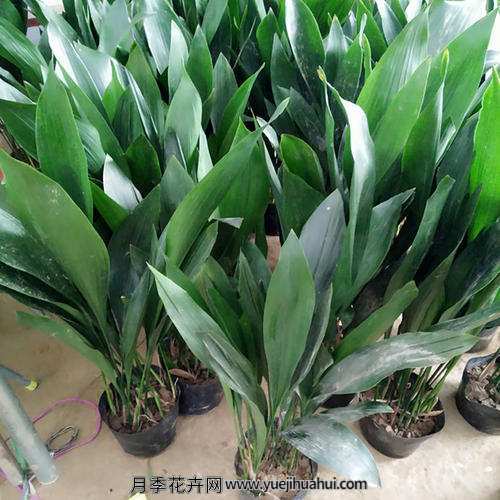 宿根植物，一叶兰