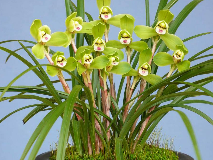 兰科植物，春兰