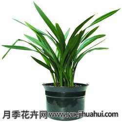 兰科植物，墨兰