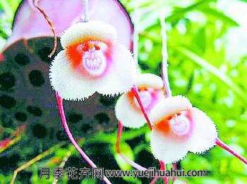 兰科植物，猴面小龙兰
