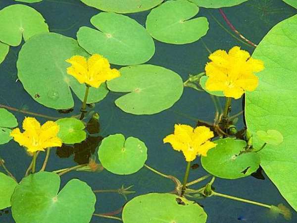 水生植物，荇菜