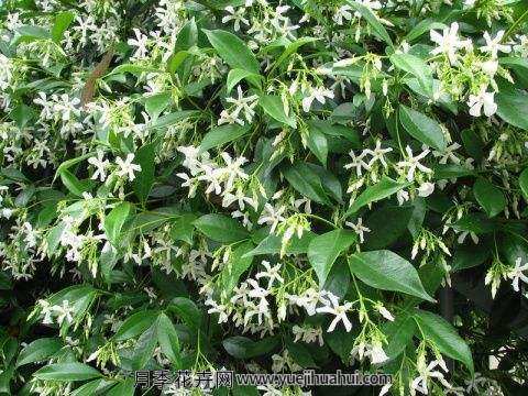 藤本植物，络石