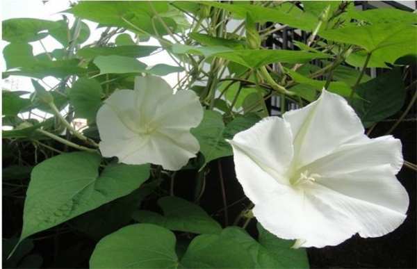 藤本植物，月光花