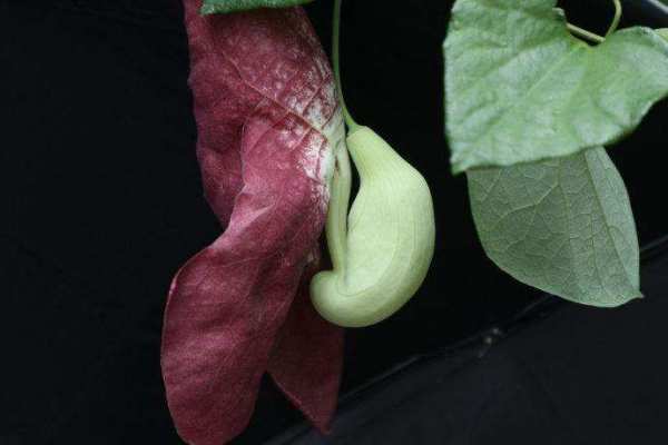 藤本植物，管花马兜铃