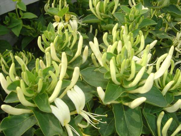 藤本植物，山银花