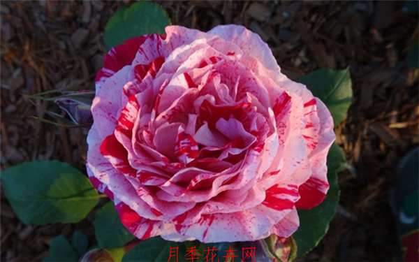 藤本月季,抓破美人脸月季(撕破美人脸)