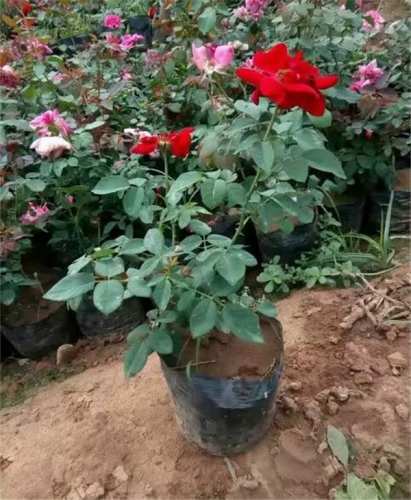 月季盆景,盆栽月季-月季盆栽营养钵苗