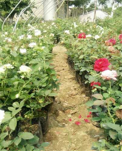 月季盆景,盆栽月季-月季盆栽营养钵苗