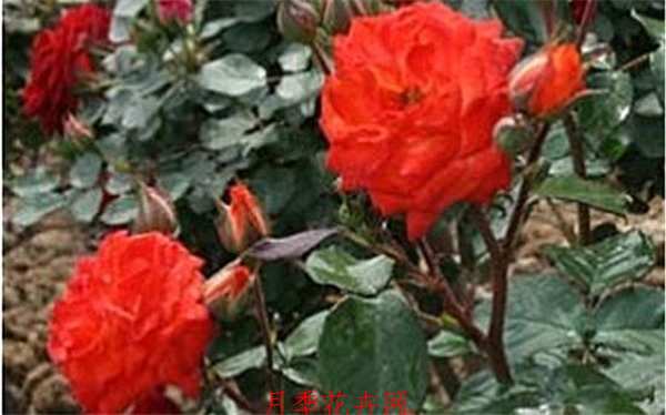 丰花月季,神奇月季