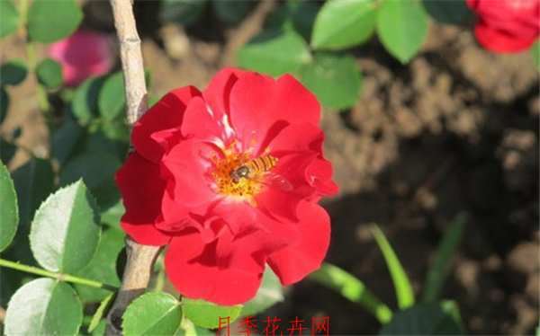 地被月季,巴西诺月季