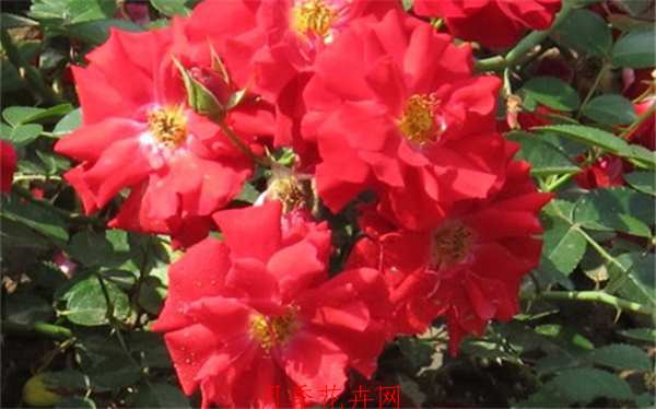 地被月季,巴西诺月季