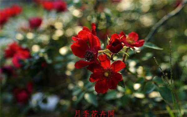 地被月季,巴西诺月季