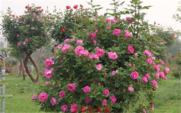 古桩月季适用范围:别墅、豪宅、庭院、园林、公园、重大展会等