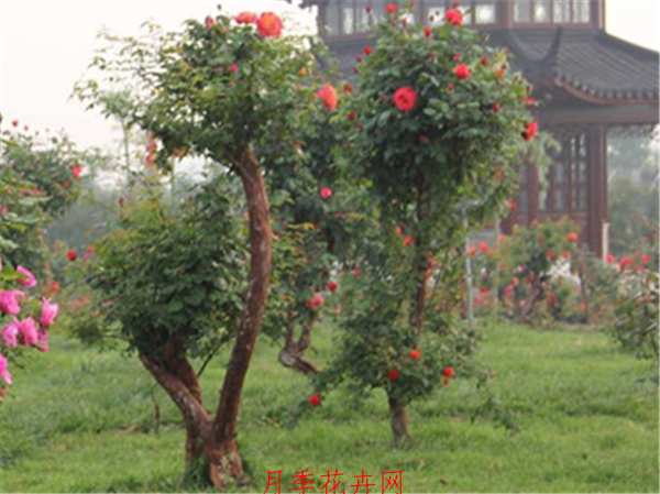 古桩月季适用范围:别墅、豪宅、庭院、园林、公园、重大展会等