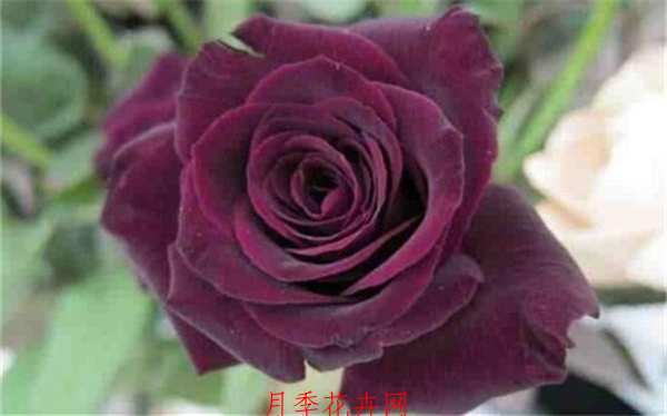 路易十四玫瑰原产于法国
