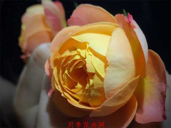 藤本月季,浪漫宝贝月季