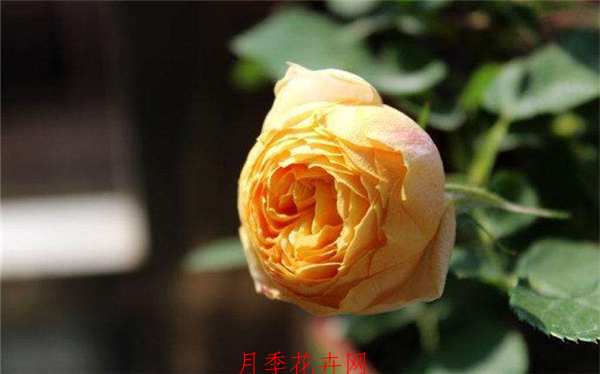 藤本月季,浪漫宝贝月季