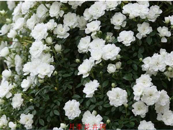 微型月季,雪花月季