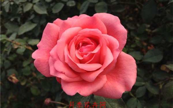 月季盆景,盆栽月季-大花盆栽月季