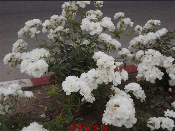 微型月季,雪花月季