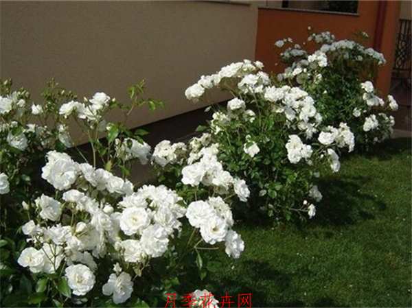 微型月季,雪花月季