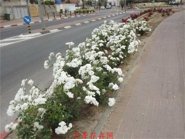 微型月季,雪花月季