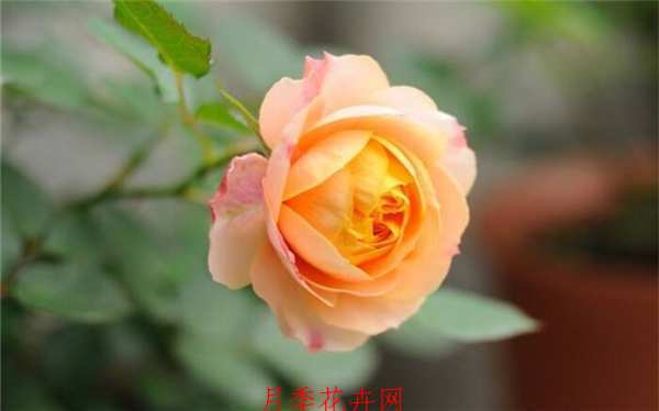 藤本月季,浪漫宝贝月季