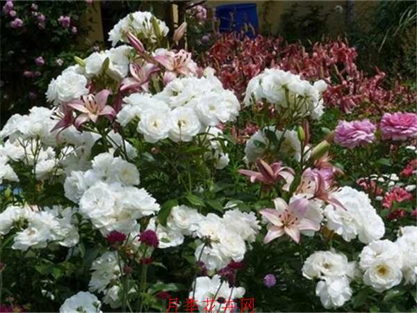 微型月季,雪花月季