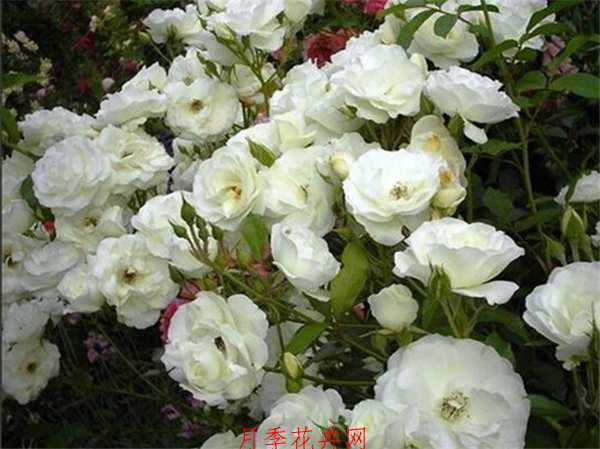 微型月季,雪花月季