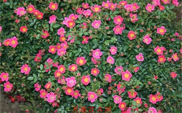 地被月季,哈德福俊月季
