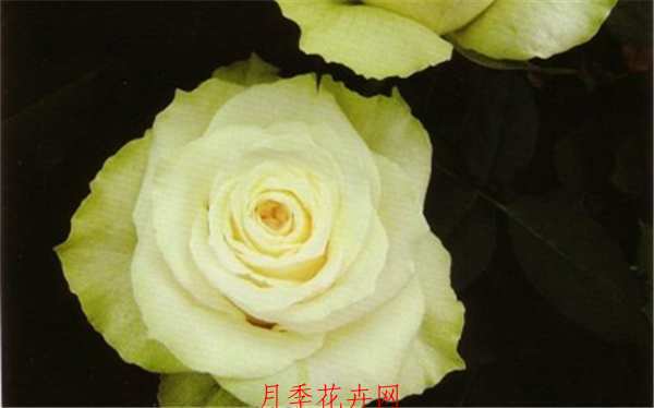 切花月季,冰青月季