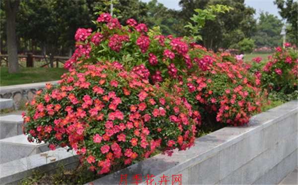 地被月季,哈德福俊月季