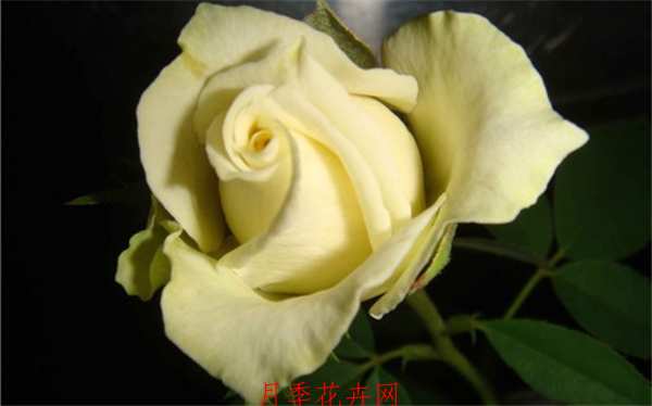 切花月季,冰青月季