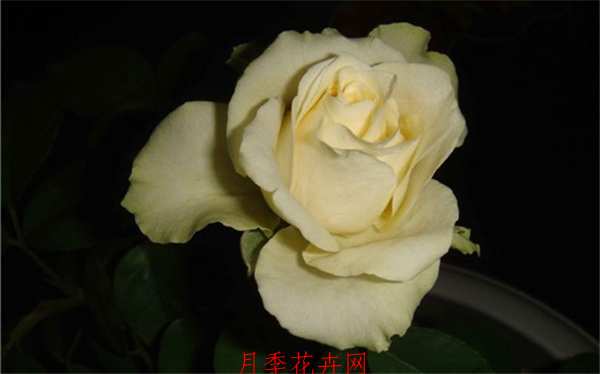 切花月季,冰青月季