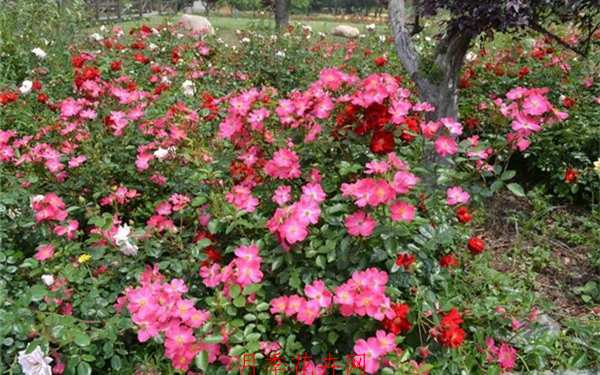 地被月季,哈德福俊月季