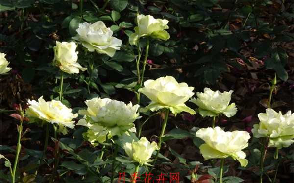 切花月季,冰青月季