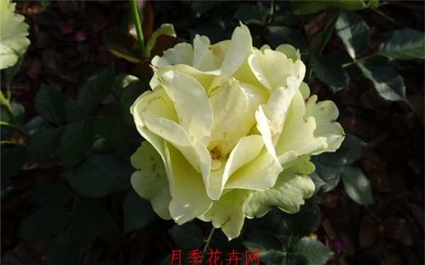 切花月季,冰青月季