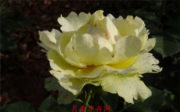 切花月季,冰青月季