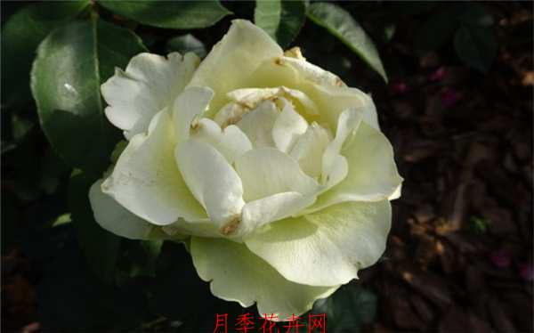 切花月季,冰青月季