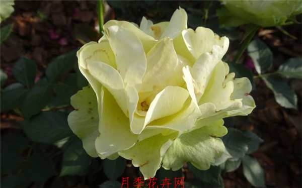 切花月季,冰青月季