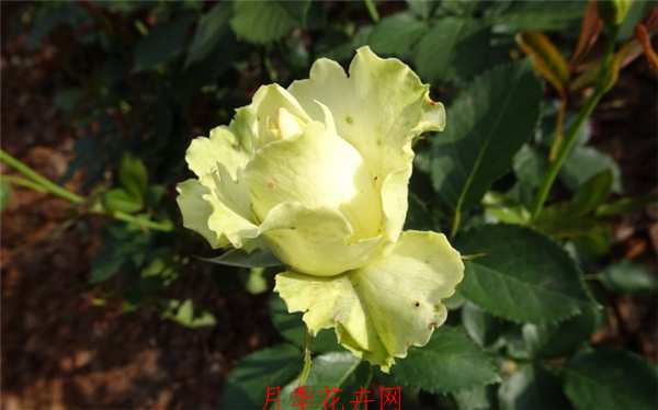 切花月季,冰青月季